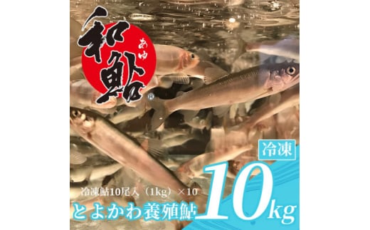 鮎の養殖産量日本一の愛知県より「とよかわ鮎10kgセット」(バーベキュー用)【1288454】