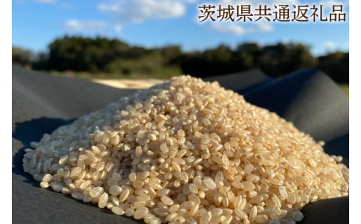 【栽培期間農薬不使用】マキタ超こしひかり 玄米10kg【茨城県共通返礼品・行方市産】【おいしい お米 マキタ 減農薬 安心  鹿嶋市】（KBE-46） 1051791 - 茨城県鹿嶋市