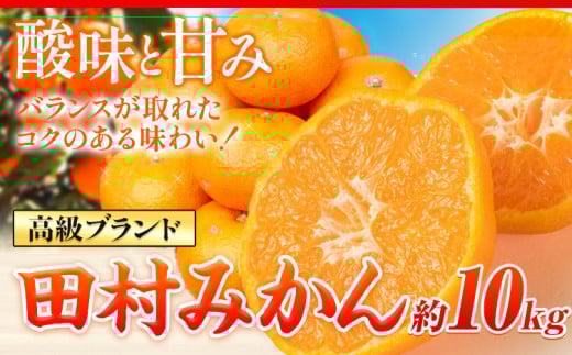 [先行予約]高級ブランド田村みかん 10kg 株式会社魚鶴商店[2025年11月下旬-2026年2月上旬頃出荷] 和歌山県 日高町 柑橘 フルーツ くだもの 果物 みかん