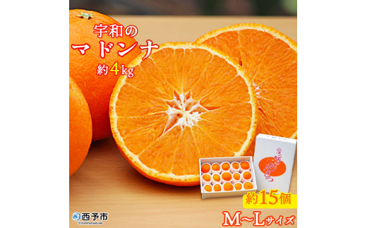 宇和のマドンナ　M～L寸（数量限定） 216515 - 愛媛県西予市