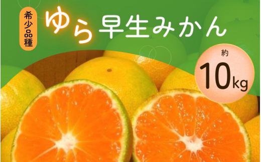 【2025年秋頃発送予約分】【農家直送】甘くて濃厚！希少品種 ご家庭用 ゆら早生みかん  約10kg+300g　サイズ混合 ※2025年10月上旬より順次発送予定（お届け日指定不可）【nuk110A】 1524855 - 和歌山県すさみ町