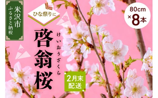 《 先行予約 》 【 ひなまつり用 / 数量限定 】 啓翁桜 ( けいおうざくら ) 80cm × 8本 花 生花 枝花 1320667 - 山形県米沢市