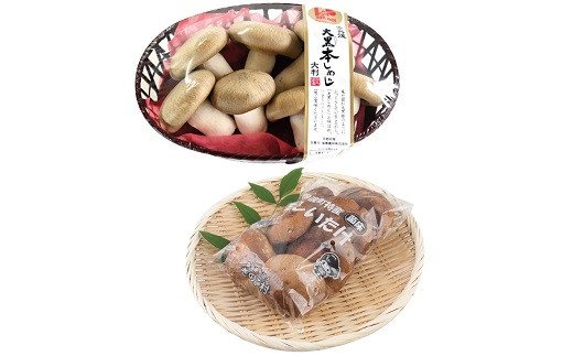 大黒本しめじ 生しいたけ 詰め合わせ （ 国産 京都 きのこ キノコ 大判 丹波 しめじ 本シメジ 食感 シャキシャキ 旨味たっぷり 菌床 シイタケ  椎茸 天ぷら 鍋 炒め物 ） ※北海道・沖縄・その他離島への配送不可 [010MK005] - 京都府京丹波町｜ふるさとチョイス - ふるさと ...