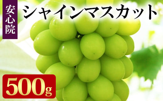 シャインマスカット(約500g)フルーツ 果物 葡萄 ぶどう 安心院 人気 ランキング＜予約受付中！2024年8月下旬から順次発送予定＞＜北海道 沖縄 離島配送不可＞【106300800】【大分県農業協同組合　北部エリア】 1390367 - 大分県宇佐市