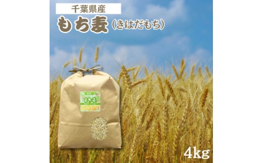 食物繊維たっぷりの「もち麦」(きはだもち) 4kg 千葉県横芝光町産【1522911】