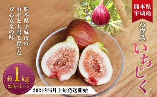 ハウスイチジク 約1kg (約250g×4パック)[2024年6月上旬発送開始] 果物 フルーツ いちじく イチジク 旬 旬の果物 旬のフルーツ