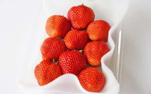 [先行予約]福岡県産 羽衣農園の 完熟 あまおう 約1kg 約250g×4パック [2025年1月下旬から4月下旬発送予定] 選べる配送月 いちご 苺 イチゴ ベリー 果物 フルーツ お取り寄せ デザート おやつ