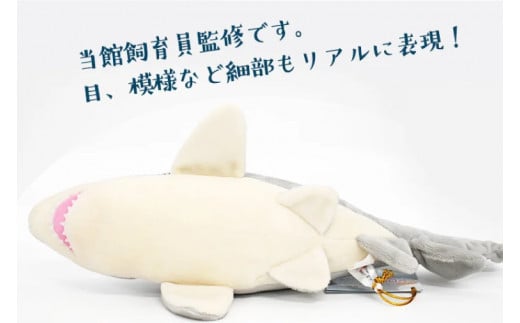 ぬいぐるみ シロワニ アクアワールド 大洗 オリジナル サメ グッズ 茨城 水族館 さめ 鮫 限定 - 茨城県大洗町｜ふるさとチョイス - ふるさと納税 サイト