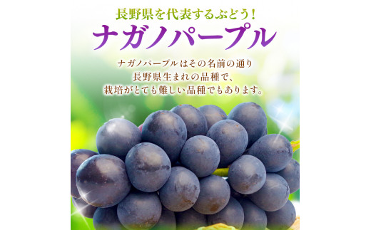 長野県松本市のふるさと納税 【先行予約】ナガノパープル 約2kg 贈答 ｜ながのぱーぷる ナガノパープル ぶどう ブドウ 葡萄 くだもの 果物 贈答 ふるーつ フルーツ 長野県 松本市