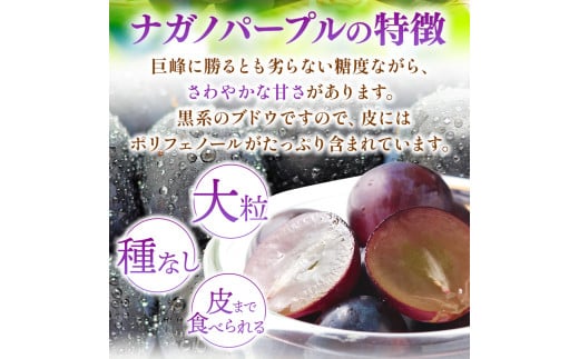 長野県松本市のふるさと納税 【先行予約】ナガノパープル 約2kg 贈答 ｜ながのぱーぷる ナガノパープル ぶどう ブドウ 葡萄 くだもの 果物 贈答 ふるーつ フルーツ 長野県 松本市