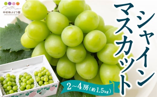 【先行予約】中村柿ぶどう園 シャインマスカット 2房から4房 (約1.5kg) 2025年8月中旬から9月中旬 出荷予定 383846 - 福岡県うきは市