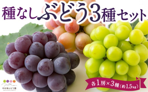 【先行予約】中村柿ぶどう園 種なしぶどう3種セット 各1房×3種 (約1.5kg) 2025年7月下旬から9月上旬 出荷予定 252954 - 福岡県うきは市