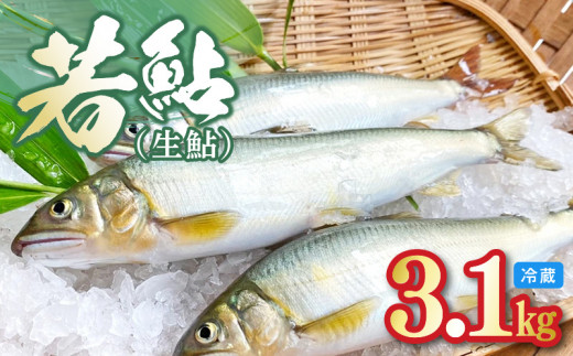 若鮎(生鮎)3.1kg[冷蔵] N070-YC230_1