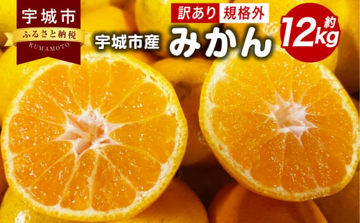 訳あり みかん 12kg 規格外 サイズ不選別【2024年10月下旬～12月下旬発送予定】 果物 くだもの フルーツ ミカン オレンジ 柑橘 訳アリ 1385218 - 熊本県宇城市