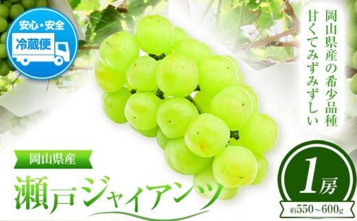 ぶどう 葡萄 岡山県産 瀬戸ジャイアンツ 1房 (約550g~600g) 佐々木農園《8月中旬-9月末頃出荷》岡山県 笠岡市 送料無料 マスカット フルーツ 果物 ブドウ 瀬戸 ジャイアンツ 希少品種 お取り寄せフルーツ【配送不可地域あり】 st-p