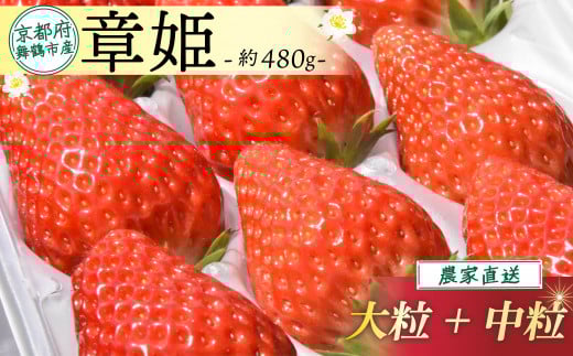 【2026年1月中旬以降発送】 いちご 章姫 480g前後 ( 大粒 + 中粒 ) いちご 苺 イチゴ 果物 フルーツ 箱入り 完熟 真っ赤 おいしい 甘い 評判 農家直送 産地直送 鮮度 抜群 好評 人気 ハウス栽培 あきひめ 舞鶴 京都 嵯峨根農園