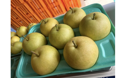 【BEAR's PEAR】二十世紀　5kg 1413531 - 長野県飯島町