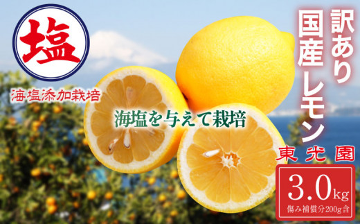 海塩を与えて栽培した 国産 レモン 予約受付 3月上中旬 順次発送 訳あり 計 3kg 傷み補償分 200g含む 檸檬 柑橘 果物 フルーツ 沼津 市 静岡県 579122 - 静岡県沼津市