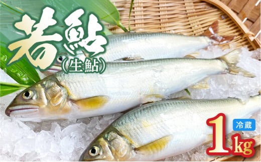 若鮎(生鮎)1kg[冷蔵] N070-YA3369_1