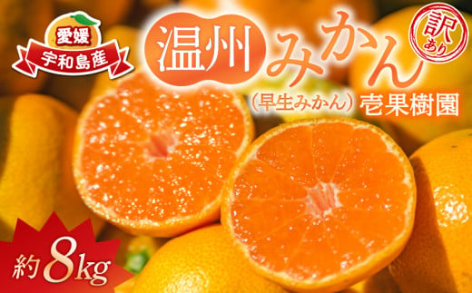 訳あり 早生 温州 みかん 8kg 壱果樹園 わけあり mikan 早生温州 温州みかん 早生みかん 果物 くだもの 愛媛みかん 愛媛ミカン 愛媛蜜柑 愛媛県産 訳アリ 訳あり品 訳有り フルーツ 柑橘 蜜柑 産地直送 数量限定 国産 愛媛 宇和島 B010-141003 1461597 - 愛媛県宇和島市