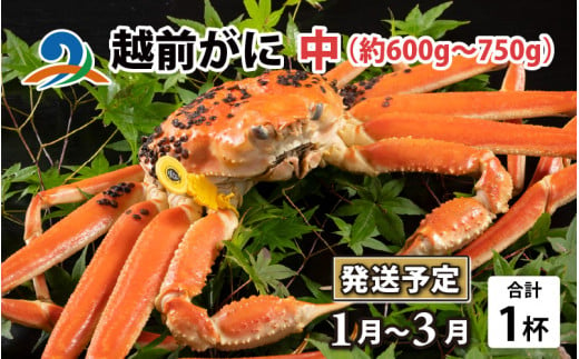 【先行予約】越前がに 中 （約600g～750g） 1杯【2025年1月～3月発送予定】 718736 - 福井県南越前町