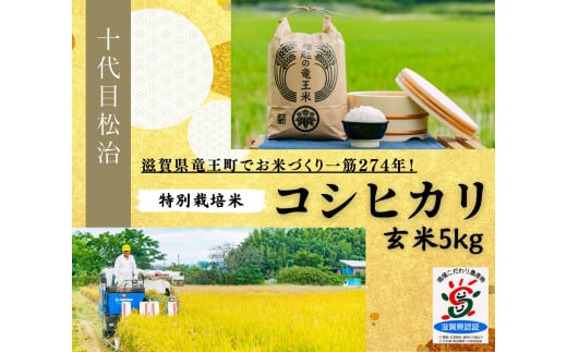  【新米予約】 コシヒカリ 玄米 5kg 縁起の竜王米 ( 令和6年産 先行予約 新米 玄米 5kg おこめ ごはん 米 特別栽培米 ブランド米 ライス こだわり米 ギフト 国産 縁起の竜王米 滋賀県竜王町 ) 849721 - 滋賀県竜王町