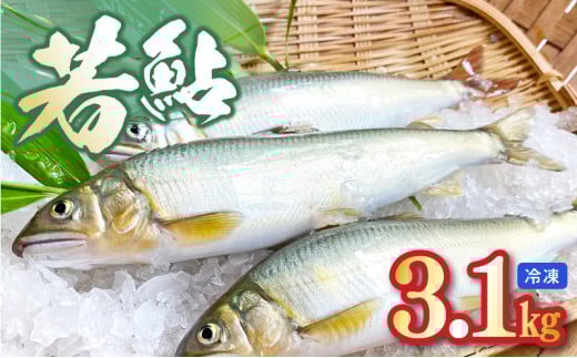 若鮎3.1kg[冷凍] N070-YC230_2