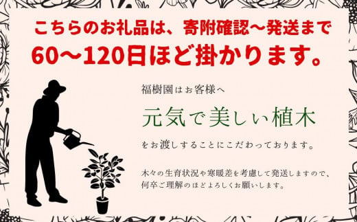 沖縄の観葉植物 人気のフィカス ウンベラータ6号 ラスターポット - 沖縄県うるま市｜ふるさとチョイス - ふるさと納税サイト