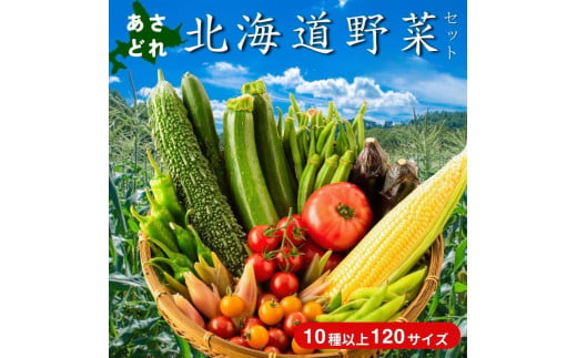 【野菜ソムリエ厳選】北海道小樽産 旬の活野菜セットL 10種以上 120サイズ 1393656 - 北海道小樽市