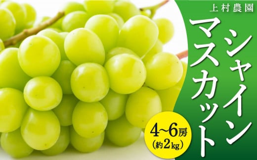 【先行予約】上村農園 (ハウス)シャインマスカット 4房から6房 (約2kg) 2025年7月中旬から8月上旬 出荷予定 252934 - 福岡県うきは市