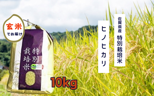 佐賀県産　特別栽培米　ヒノヒカリ10kg　玄米 令和7年 新米 お米 米 おこめ 人気 おすすめ 佐賀県 太良町 PC9