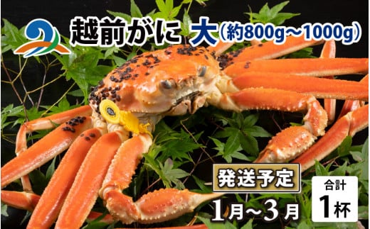 【先行予約】越前がに 大 （約800g～1000g） 1杯【2025年1月～3月発送予定】 718735 - 福井県南越前町