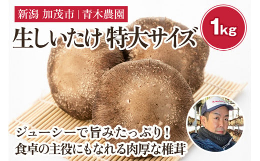 生しいたけ 特大サイズ 約1kg（12～16個）《11月上旬から順次発送》 品評会で金賞受賞！ きのこ しいたけ 椎茸 特大 食べ応えあるビッグサイズ 肉厚で旨味たっぷり！ 加茂市 青木農園 1394180 - 新潟県加茂市