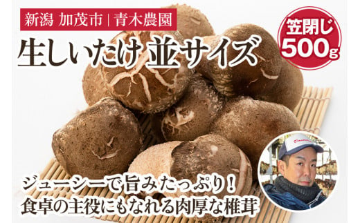 生しいたけ 並サイズ（笠閉じ） 約500g（12～18個）《11月上旬から順次発送》 品評会で金賞受賞！ きのこ しいたけ 椎茸 特大 食べ応えある大きさ 肉厚で旨味たっぷり！ 加茂市 青木農園 1394186 - 新潟県加茂市