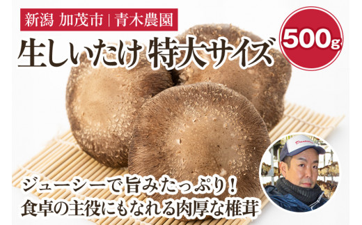 生しいたけ 特大サイズ 約500g（6〜8個）《11月上旬から順次発送》 品評会で金賞受賞！ きのこ しいたけ 椎茸 特大 食べ応えあるビッグサイズ 肉厚で旨味たっぷり！ 加茂市 青木農園 1393986 - 新潟県加茂市