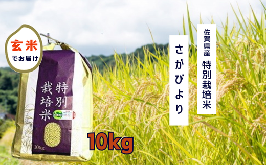 佐賀県産 特別栽培米 さがびより 10kg 　玄米 令和7年 新米 お米 米 おこめ 人気 おすすめ 佐賀県 太良町 PC10