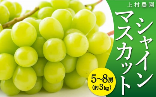 【先行予約】上村農園 (ハウス)シャインマスカット 5房から8房 (約3kg) 2025年7月中旬から8月上旬 出荷予定 535869 - 福岡県うきは市