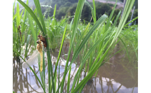 R6年産新米予約】最優秀賞受賞【8割減農薬】最高峰南魚沼産こしひかり20kg(5kg×4) 桑原農産のお米(精米)｜ふるラボ