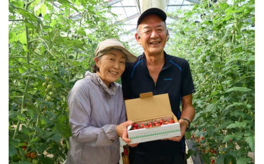 高知県中土佐町のふるさと納税 〈 先行予約受付中 〉 フルーツミニトマト 『 くれまるこ 』 1.2kg フルーツトマト ふるーつとまと とまと トマト 甘い 濃厚 美味しい 箱詰め 高知 久礼 宇井農園