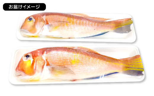 ※お届けイメージ