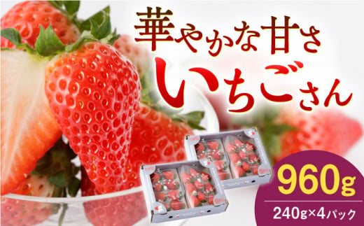 【先行予約】いちごさん 240g×4パック【StrawberryFarm-K】 [IBJ011] 1395753 - 佐賀県白石町