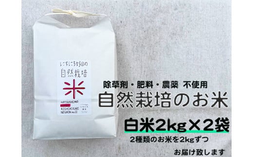 自然栽培米（白米2kg×2種）旭・初霜・コシヒカリのうちいずれか2種 お米 ごはん 農薬不使用 F6P-1938