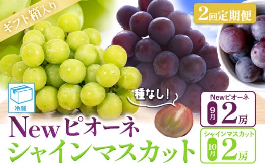 ぶどう Newピオーネ&シャインマスカット 定期便 中房2房 ギフト箱入り ふじまる[2024年9月中旬-10月末頃出荷]岡山県 笠岡市 送料無料 葡萄 フルーツ 果物 ピオーネ マスカット お取り寄せフルーツ