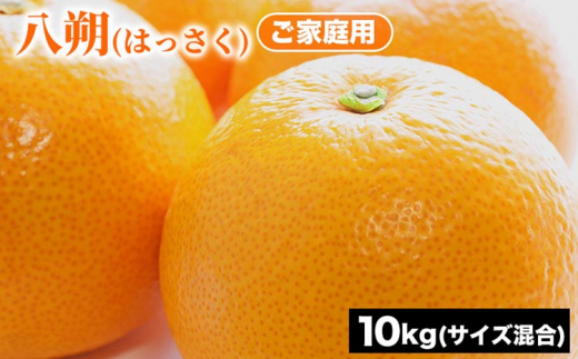 ご家庭用 八朔 (はっさく) サイズ混合 10kg | みかん 柑橘 和歌山 みかん 八朔 はっさく 家庭用 フルーツ 果物 10kg ※2026年1月下旬〜3月下旬頃に順次発送予定