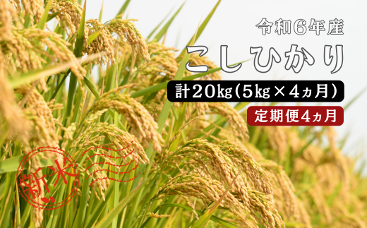 150259【令和6年産／お米定期便／4ヵ月】しまね川本 こしひかり 5kg (計20kg） 1455902 - 島根県川本町