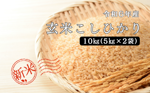 150253【令和6年産】しまね川本 玄米こしひかり 10kg(5kg×2) 1455905 - 島根県川本町