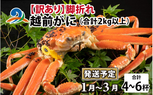 【先行予約】【訳あり】越前がに 4～6杯 （合計2kg以上） 脚折れ【2025年1月～3月発送予定】 720970 - 福井県南越前町