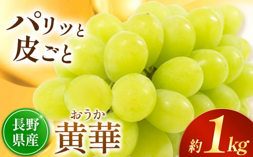 塩尻 黄華 2房 計 約 1kg | 果物 くだもの フルーツ 葡萄 ブドウ ぶどう 黄華 おうか 長野県 塩尻市