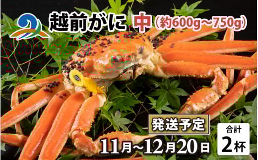 【先行予約】越前がに 中 （約600g～750g） 2杯【11月～12月20日発送予定】