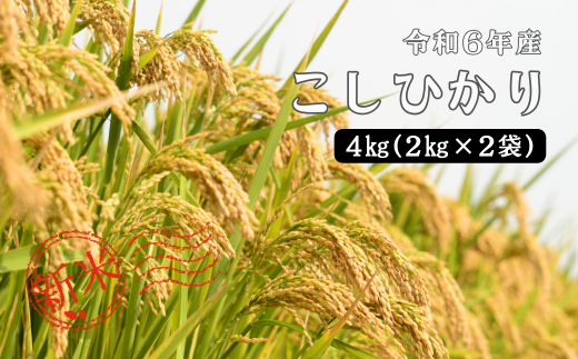 150287 【令和6年産】しまね川本 こしひかり 4kg（2kg×2） 1455892 - 島根県川本町